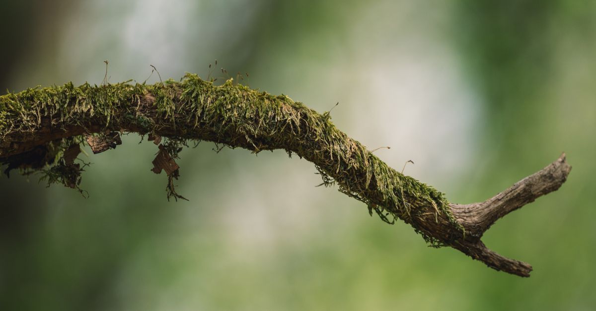 découvrez comment utiliser la commande git branch pour créer, gérer et naviguer entre différentes branches dans vos projets de développement git.