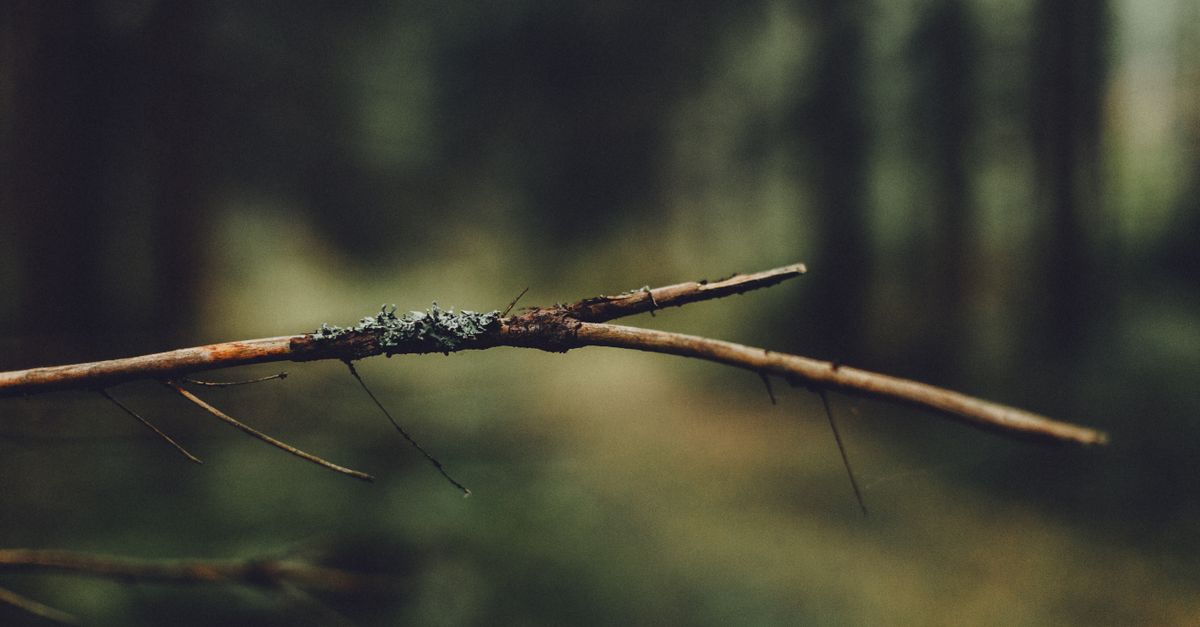 découvrez comment utiliser la commande git branch pour gérer efficacement vos branches dans un dépôt git, faciliter le développement parallèle et organiser votre code.